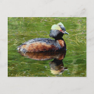 Horned Grebe Postcard