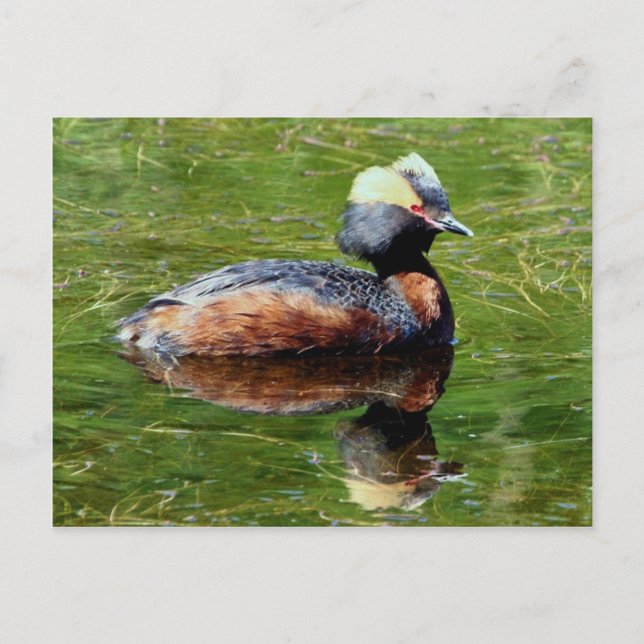 Horned Grebe Postcard (Front)