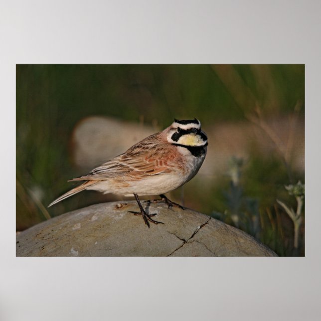 Horned Lark Poster (Front)