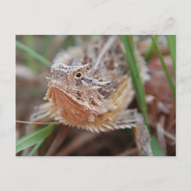 Horned Lizard Postcard (Front)