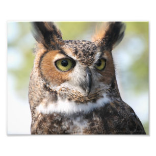 Horned Owl Photo Print