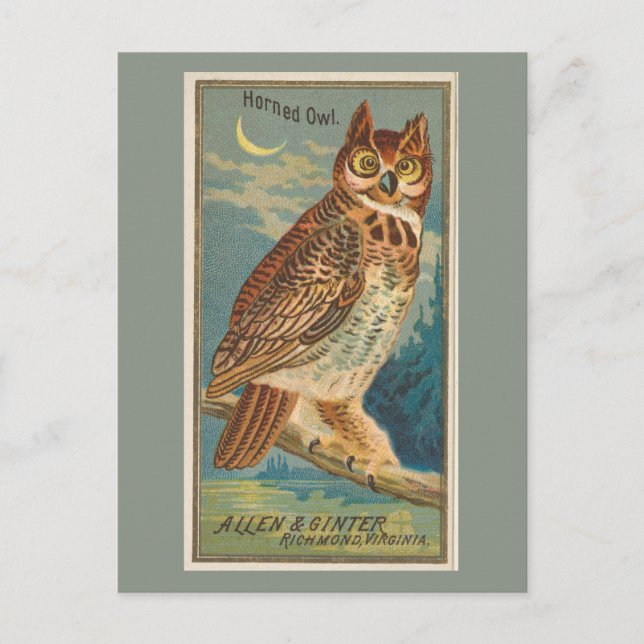Horned Owl  Postcard (Front)