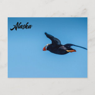 Horned Puffin in Flight Alaskan Postcard