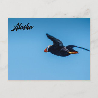 Horned Puffin in Flight Alaskan Postcard