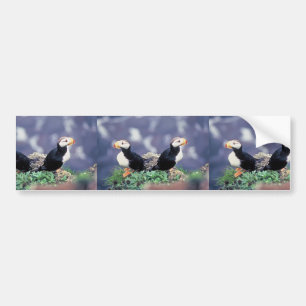 Horned Puffins Bumper Sticker