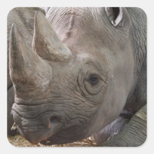 Horned Rhino Sticker