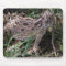 horned toad