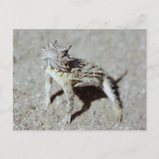 Horned Toad Postcard