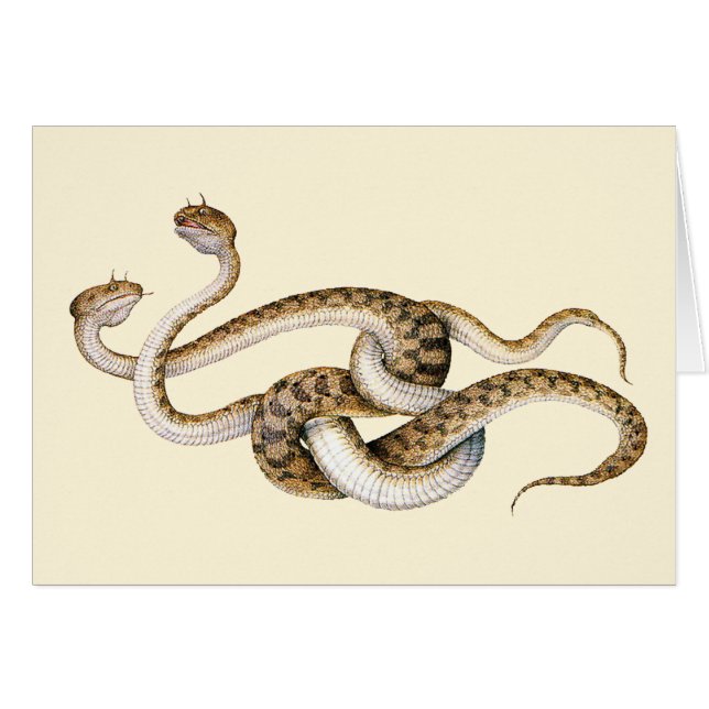 Horned Vipers (Front Horizontal)