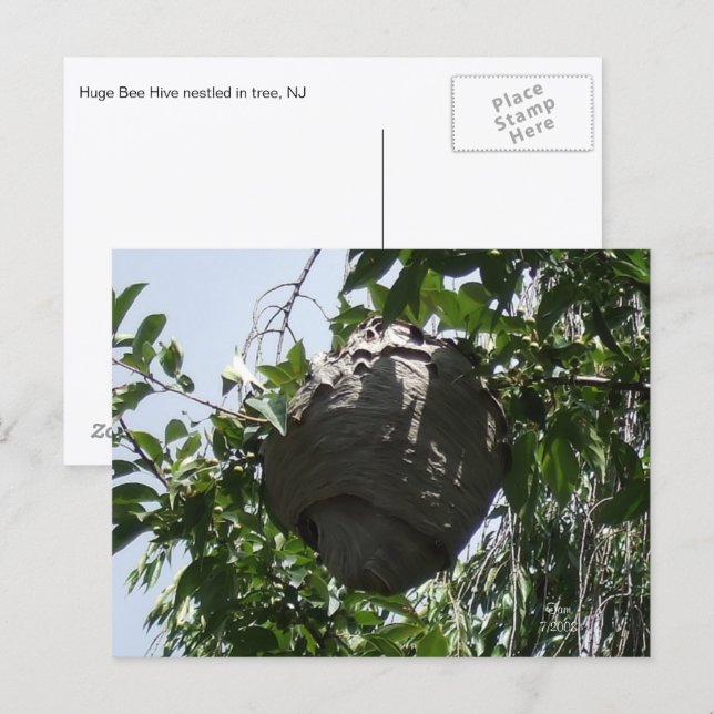 Hornet Bee Hive Nestled in Tree Postcard (Front/Back)