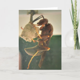 Hornet, card