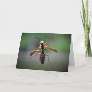 Hornet, carte