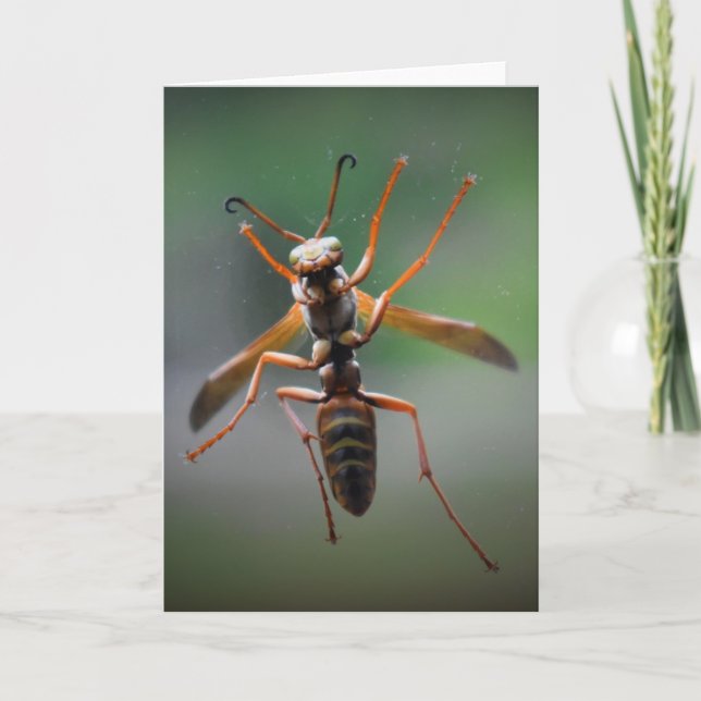 Hornet, carte (Devant)
