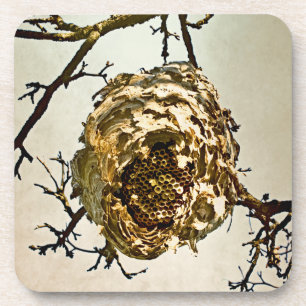 Hornet's Nest Coaster