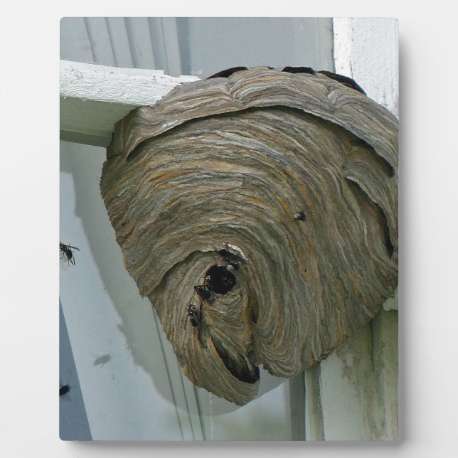 Hornets Nest Plaque (Front)