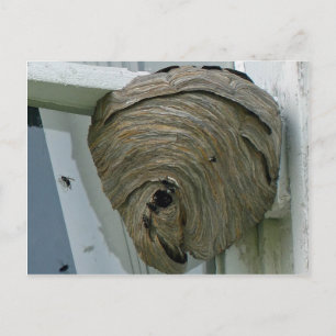Hornets Nest Postcard