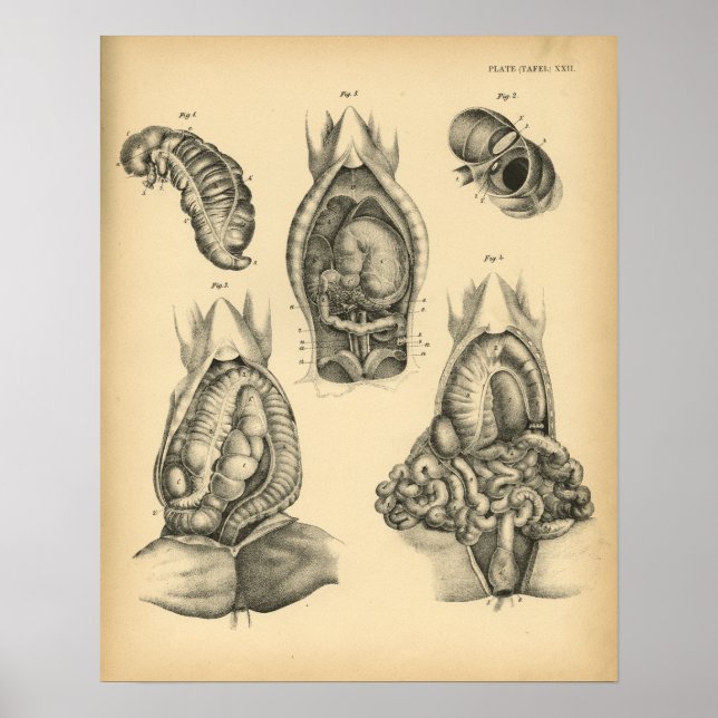 Horse Abdominal Anatomy 1908 Vintage Print (Front)