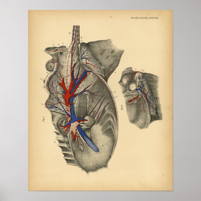 Horse Abdominal Pelvic Anatomy 1908 Vintage Print (Front)