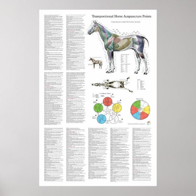 Horse Acupuncture Point Location Poster (Front)