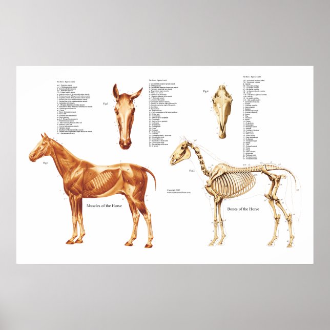 Horse Anatomy Bones and Muscles Poster (Front)