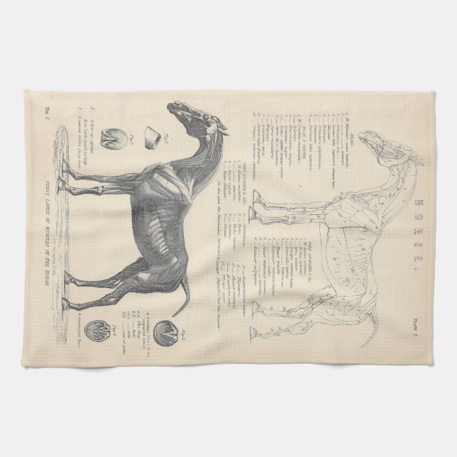 Horse Anatomy Tea Towel (Horizontal)