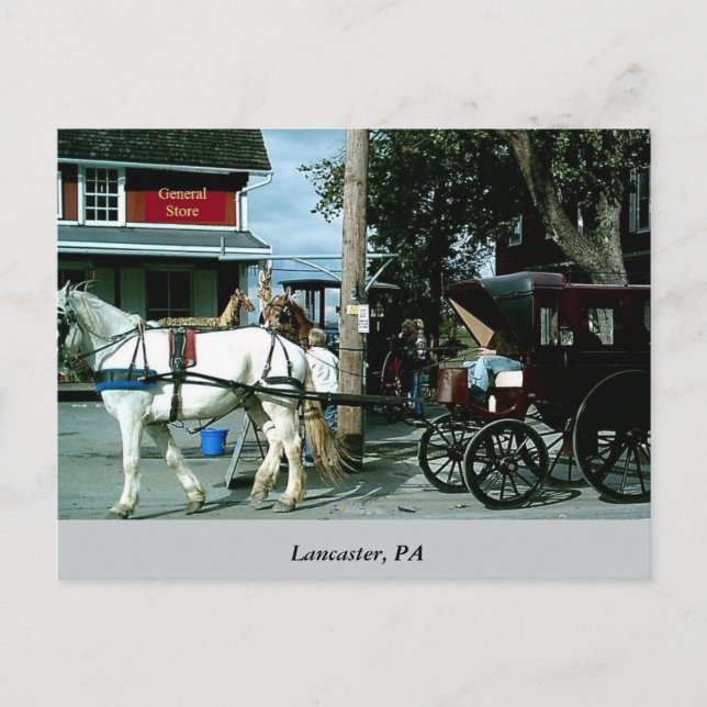 Horse and Buggy Postcard (Front)