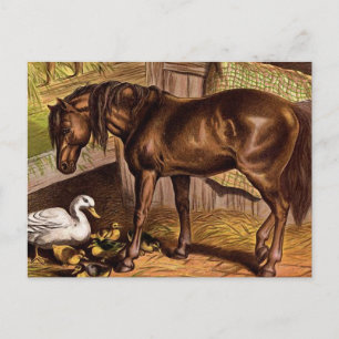 Horse and Ducklings Vintage Illustration Postcard