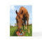 Horse and Easter Basket