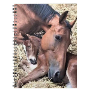 Horse and Foal Spiral Notebook