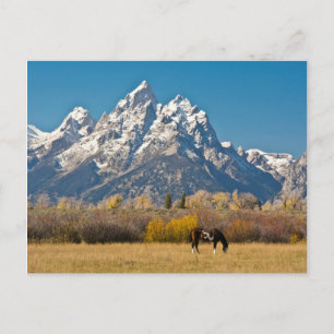 Horse and Grand Tetons, Moose Head Ranch Postcard