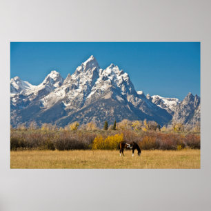 Horse and Grand Tetons, Moose Head Ranch Poster