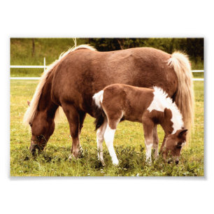 Horse And Pony Photo Print
