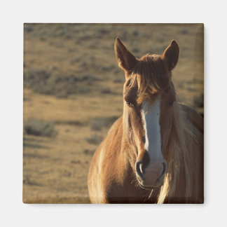 Horse and Western Background Magnet