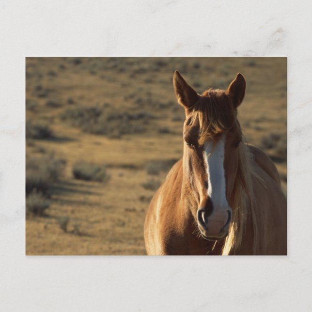 Horse and Western Background Postcard (Front)