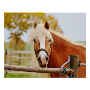 Horse At Gate Poster