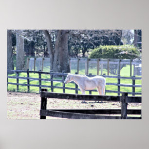 Horse at the Farm Poster