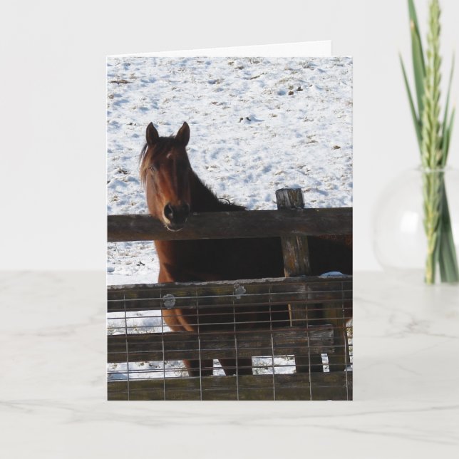 Horse at the Fence Birthday Card (Front)