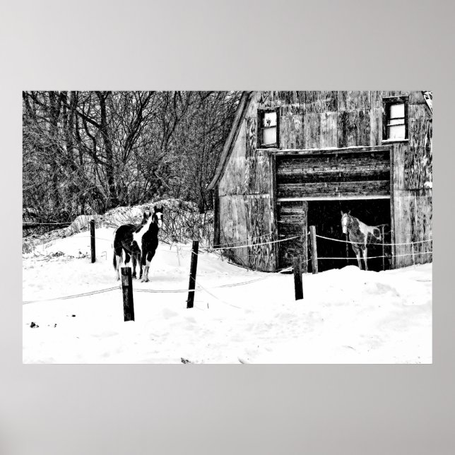 Horse-Barn-BW Poster (Front)