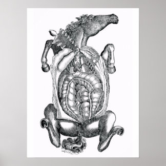 Horse Belly Anatomical Art Poster
