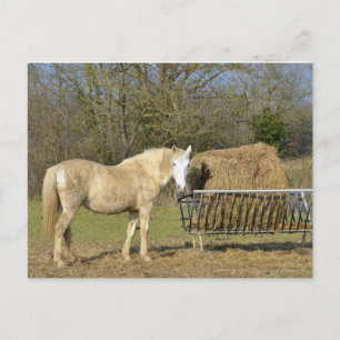Horse beside the straw manger holiday postcard