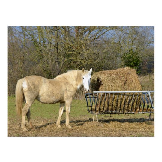 Horse beside the straw manger postcard