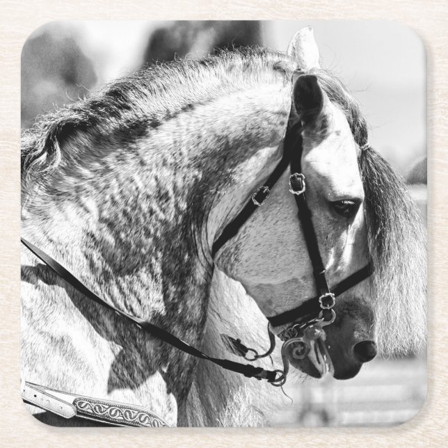 Horse black and white art photograph square paper coaster (Front)