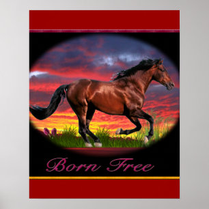 Horse Born free posters