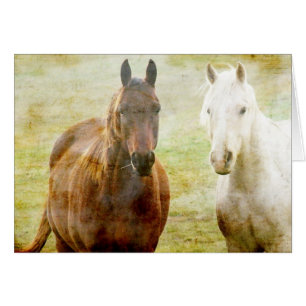 Horse Buddies