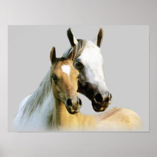 Horse Buddies Poster (Front)