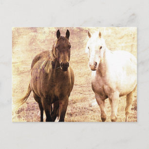 Horse Buddies Sepia Postcard