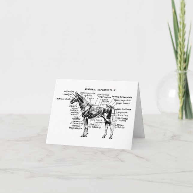 Horse Card (Front)