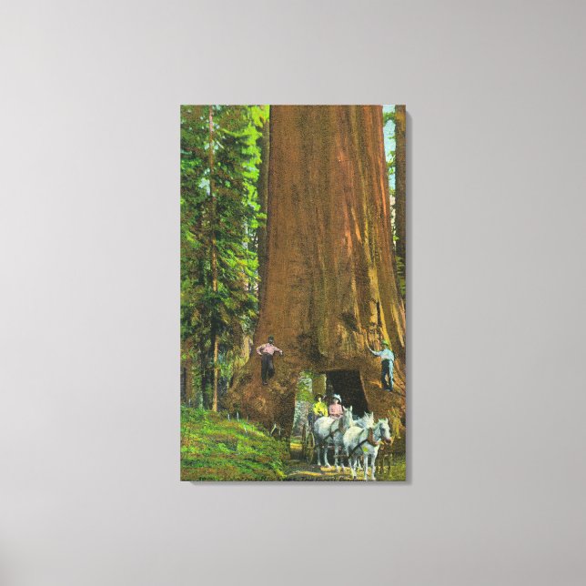 Horse Carriage Under a Giant Redwood Canvas Print (Front)