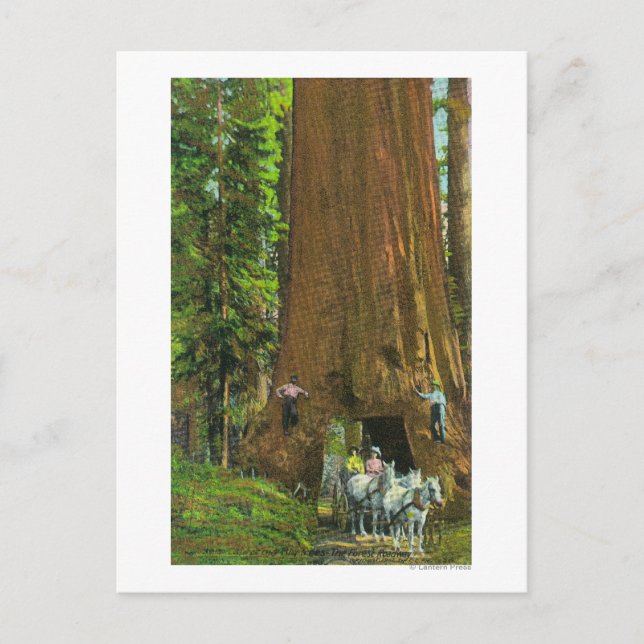 Horse Carriage Under a Giant Redwood Postcard (Front)