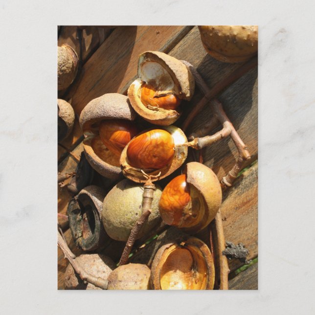Horse Chestnut Post Card (Front)